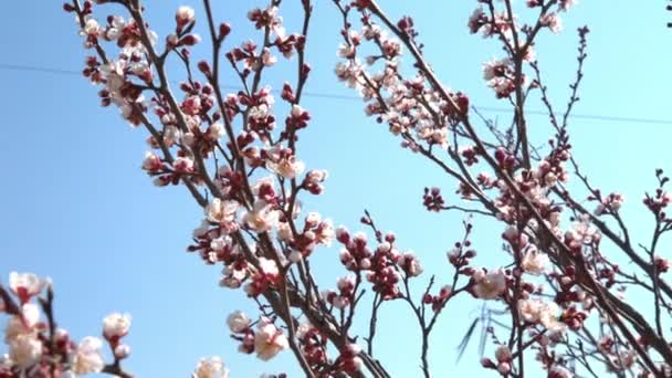 春の桜の花、白い花とつぼみ — ストック動画