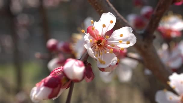 Flores de cereja de primavera, flores brancas e botões — Vídeo de Stock