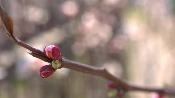 春の桜の花、白い花とつぼみ — ストック動画