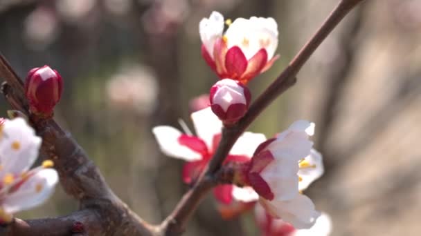 Fjädra körsbär blommor, vita blommor och knoppar — Stockvideo