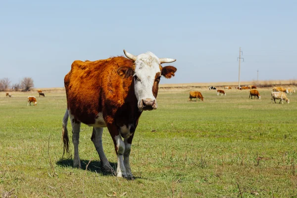 Vaches sur prairie verte — Photo