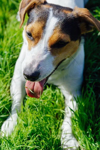 Perro crianza Jack Russell Terrier se encuentra en la hierba — Foto de Stock