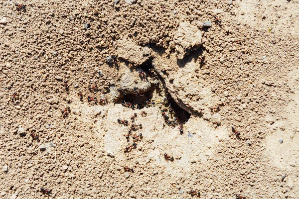 Ameisenhaufen im Boden — Stockfoto