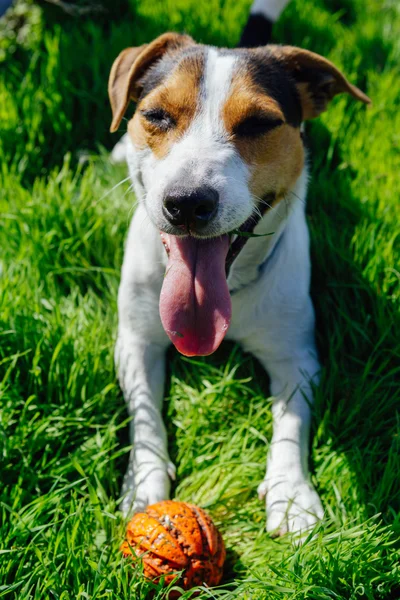 Perro crianza Jack Russell Terrier se encuentra en la hierba — Foto de Stock