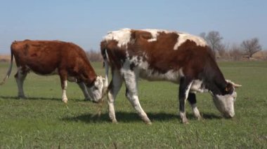 İnekler üzerine yeşil çayır