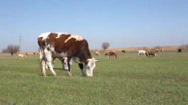 İnekler üzerine yeşil çayır