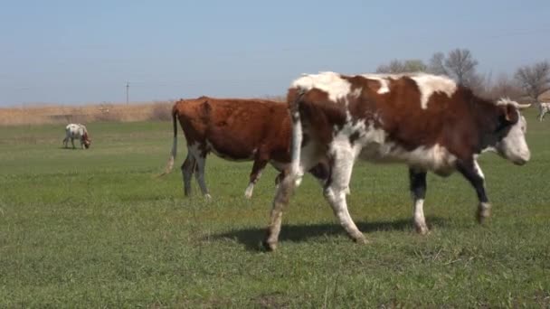 Vacas en prado verde — Vídeo de stock