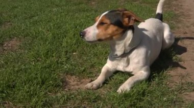 Jack Russell Terrier çimenlerde oynuyor