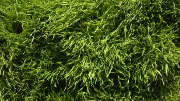 Zielona trawa kołysząc się z silnym wiatrem — Wideo stockowe