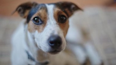 Küçük köpek kameraya bakar ve onun kafa döner.