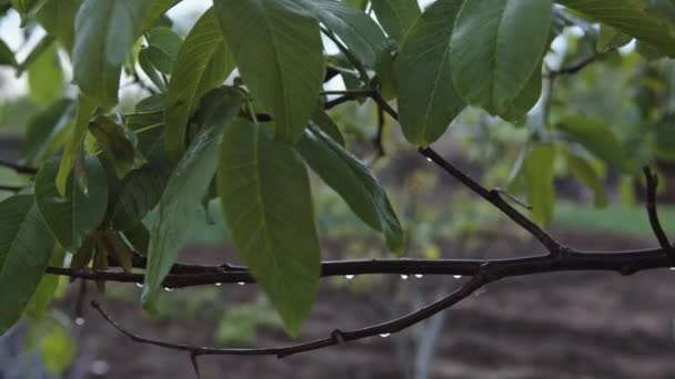 Hojas húmedas en una rama de árbol — Vídeos de Stock