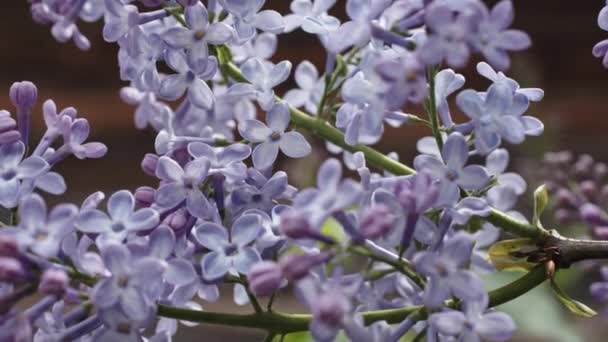 Belles branches lilas — Video