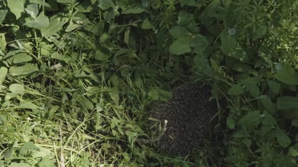 Hedgehog escondido na grama — Vídeo de Stock