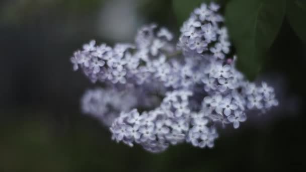 Beautiful lilac branches — Stock Video