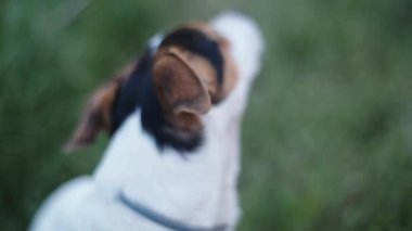 köpek doğurmak Jack Russell Terrier havada bir şey burnunu çekmek