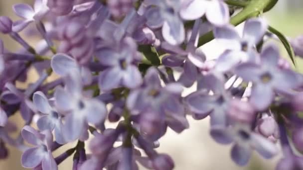 Vackra lila grenar — Stockvideo