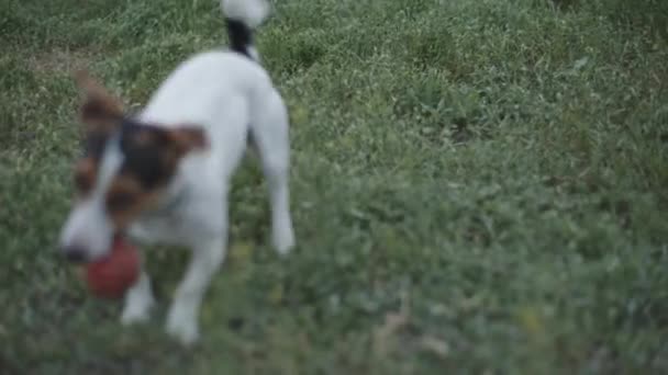 Raza de perro Jack Russell Terrier jugando con la pelota en la hierba — Vídeo de stock