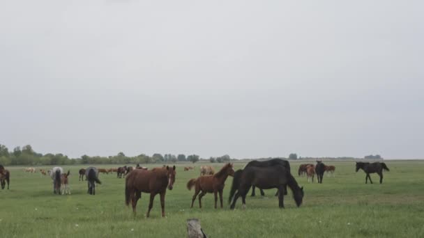 Troupeau de chevaux dans une prairie 