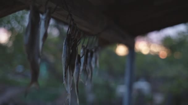 Tuzlu balık asılı kurutulmuş — Stok video