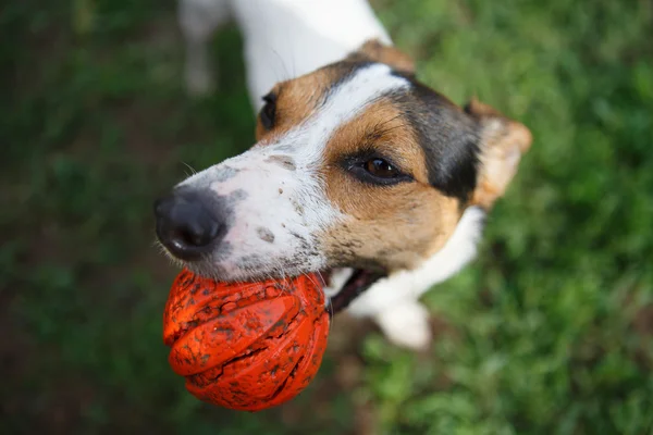 Perro con bola en la boca — Foto de Stock