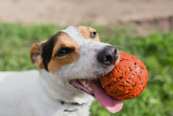 Perro con bola en la boca — Foto de Stock