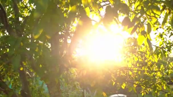 Un rayon de soleil traverse les feuilles de l'arbre — Video