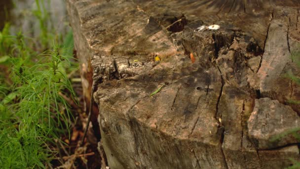 Ameisen krabbeln auf dem Baumstumpf — Stockvideo