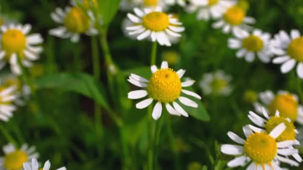 Meadow with daisies closeup — Stock Video