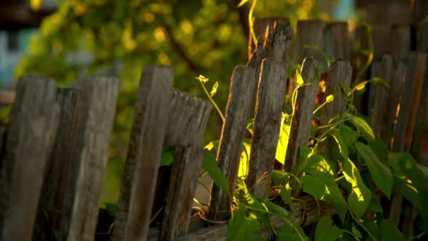 木製のフェンスの植物に登ってください。 — ストック動画