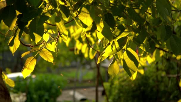 Muggen vliegen in de zon — Stockvideo