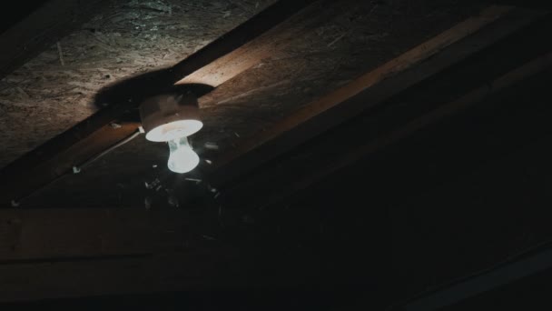 Insects fly to the light bulbs — Stock Video