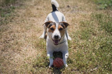 köpek çim topuyla oynuyor