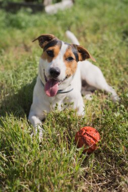 köpek çim topuyla oynuyor