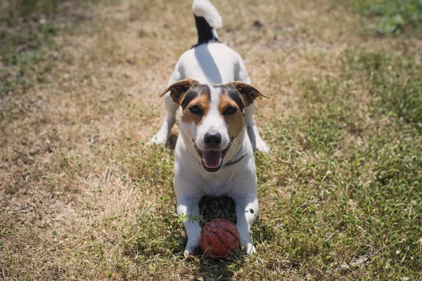 Hund leker med en boll på gräset — Stockfoto