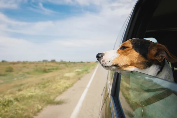 O cão monta no carro — Fotografia de Stock