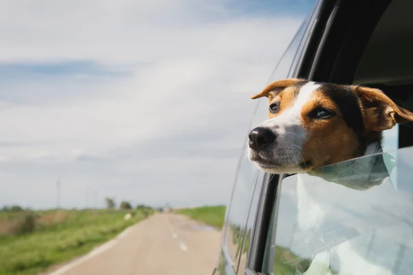 köpek arabada rides