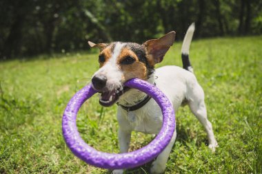 Bir yüzükle oynayan köpek
