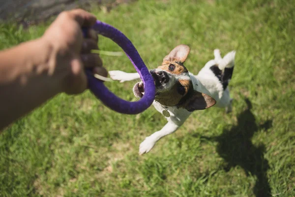 Hombre juega con un perrito en la hierba — Foto de Stock