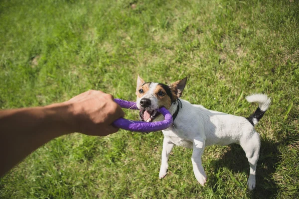 Hombre juega con un perrito en la hierba — Foto de Stock