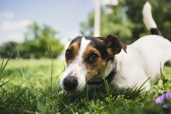 Perro yace en la hierba — Foto de Stock