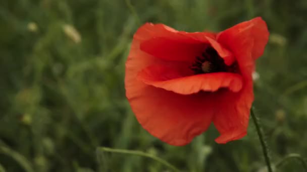 Flores de papoula balançando no campo de vento — Vídeo de Stock