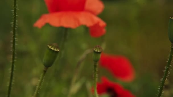 Klaproos bloemen zwaaiend in de wind-veld — Stockvideo