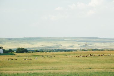 Otlakta otlayan koyun sürüsü