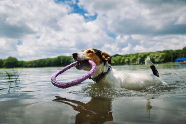 dog swims in the lake with the ring clipart