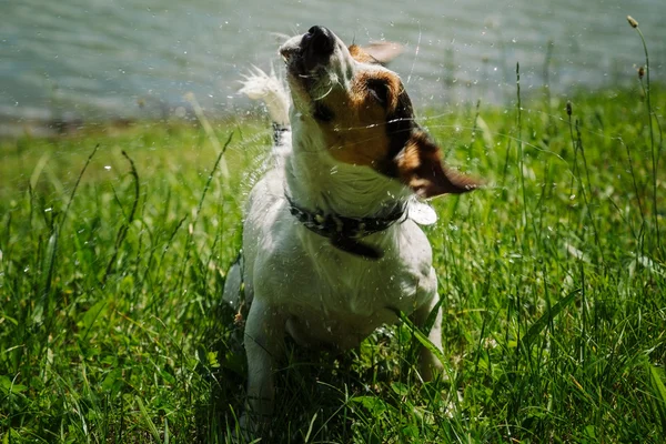 Dog shakes off water after bathing in the river — Stock Photo, Image