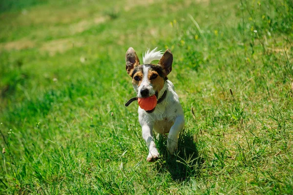 Chien joue avec une balle sur l'herbe — Photo