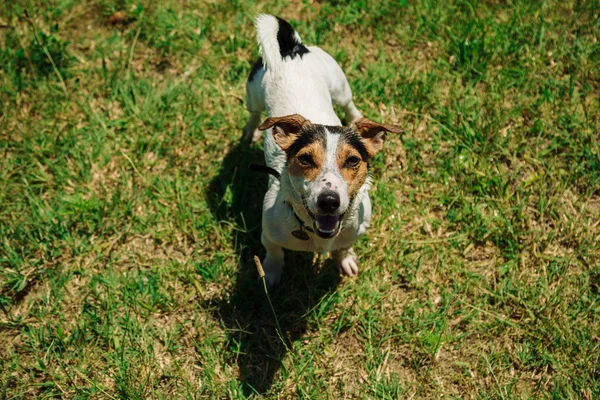 Chien assis sur l'herbe — Photo