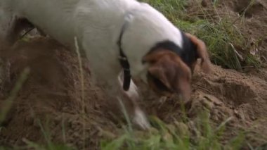köpek yere burnunu çekmek ve kum bir çukur kazıyor