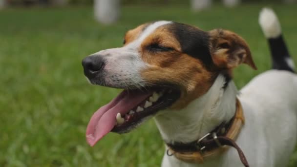 Hunden står på gräset med tungan hängande ut — Stockvideo