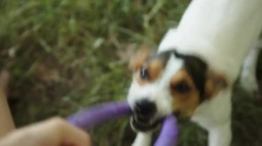 çimenlerin üzerinde küçük köpekli adam çalış